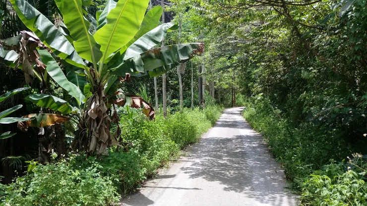 入口處的小林道