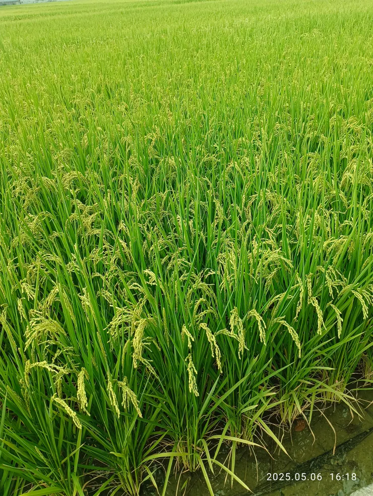 徐風暖吹綠禾田，自拍攝