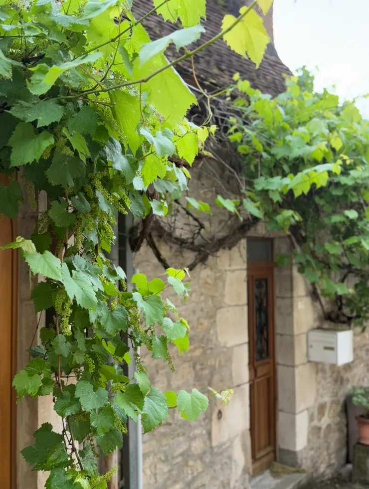 等不到葡萄開花結果的日子