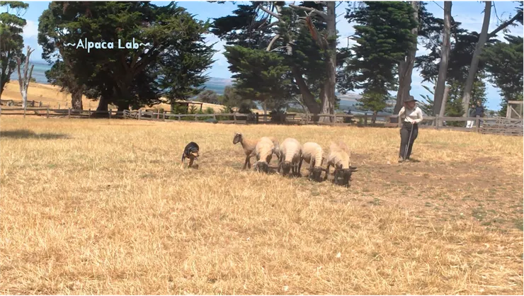 最享受的絕對是狗狗本人,感覺最沒有工作感XD