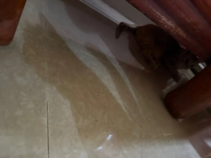 躲在桌子下面的貝里。