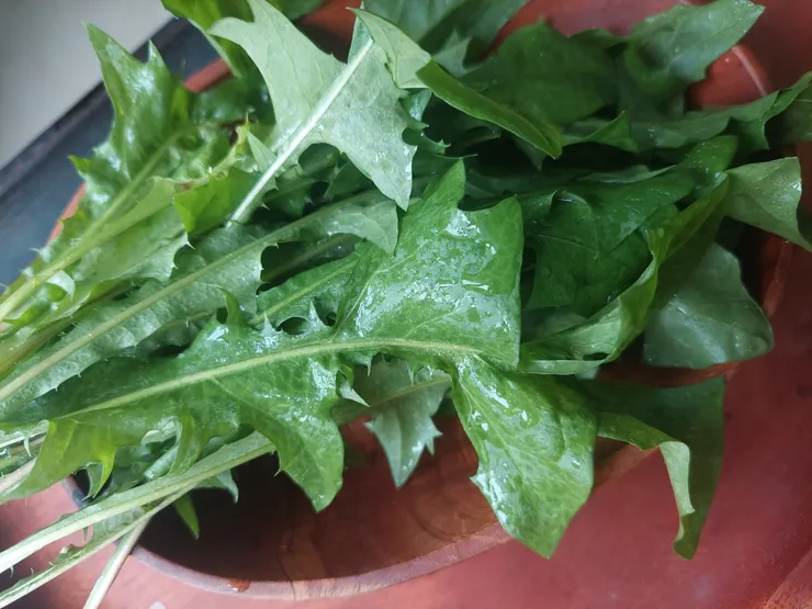 蒲公英的英文是 dandelion。 這個詞源自法語 dent-de-lion，意為「獅子的牙齒」，因為蒲公英的葉片形狀像尖銳的獅牙。