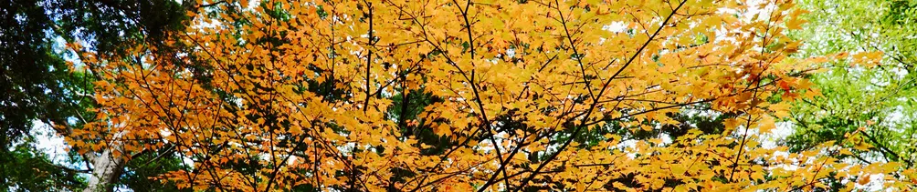 閒妻日常的沙龍