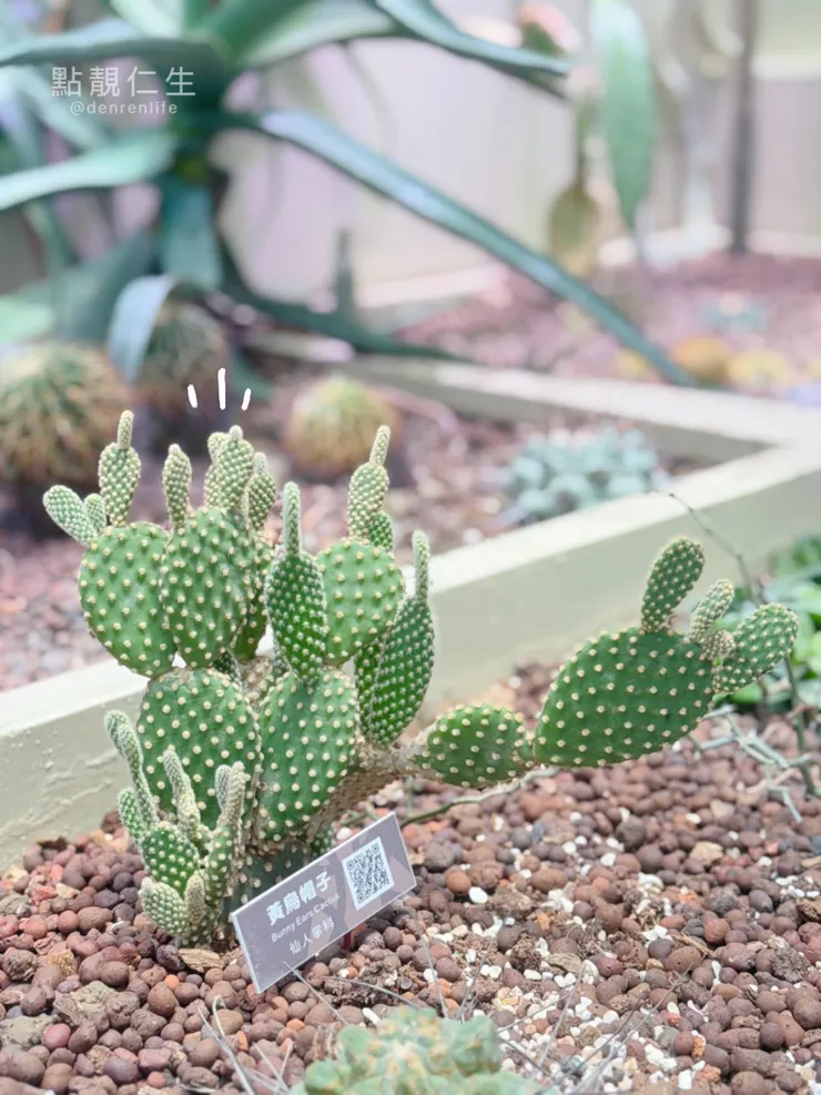 像米奇的多肉｜台北典藏植物園