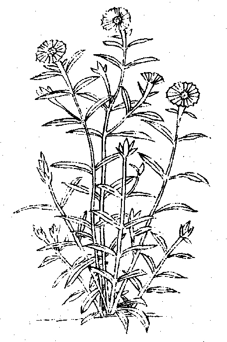 《救荒本草.石竹子》