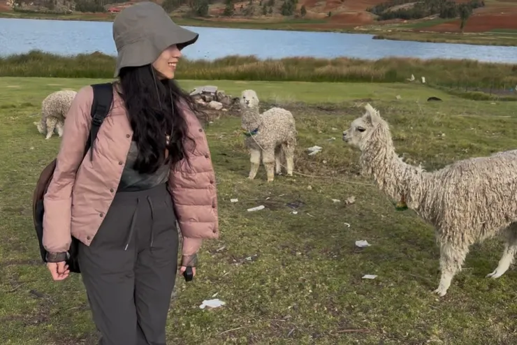 後面那隻羊駝的眼神好呆好可愛