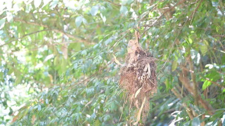 看似鬆散又牢固的巢