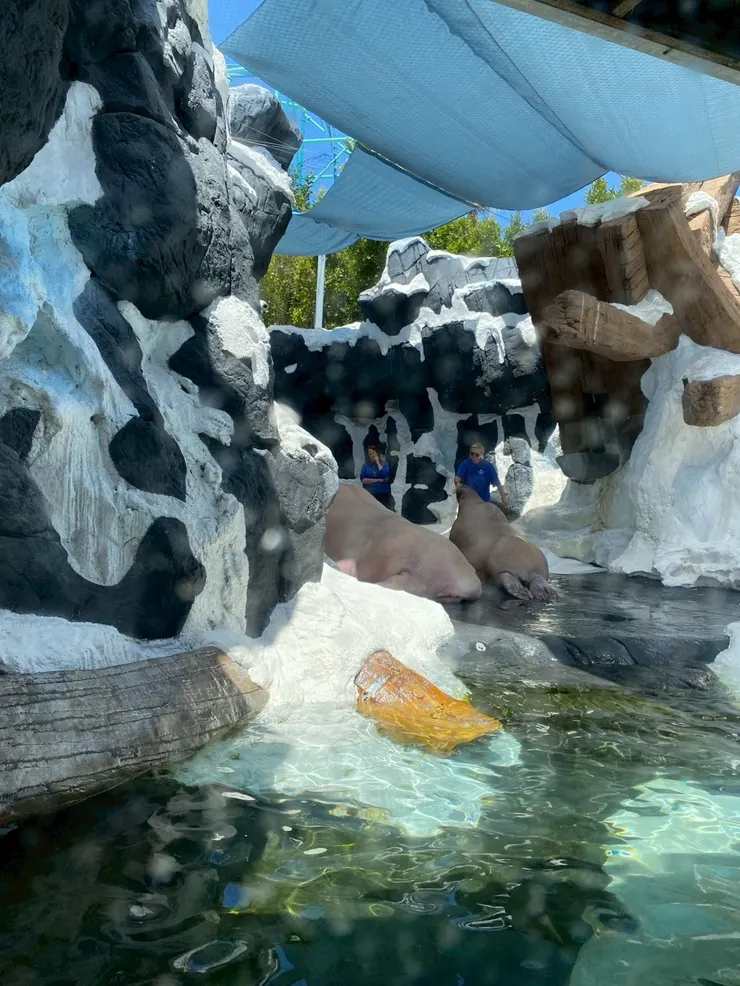 正在餵食兩隻超肥的海象