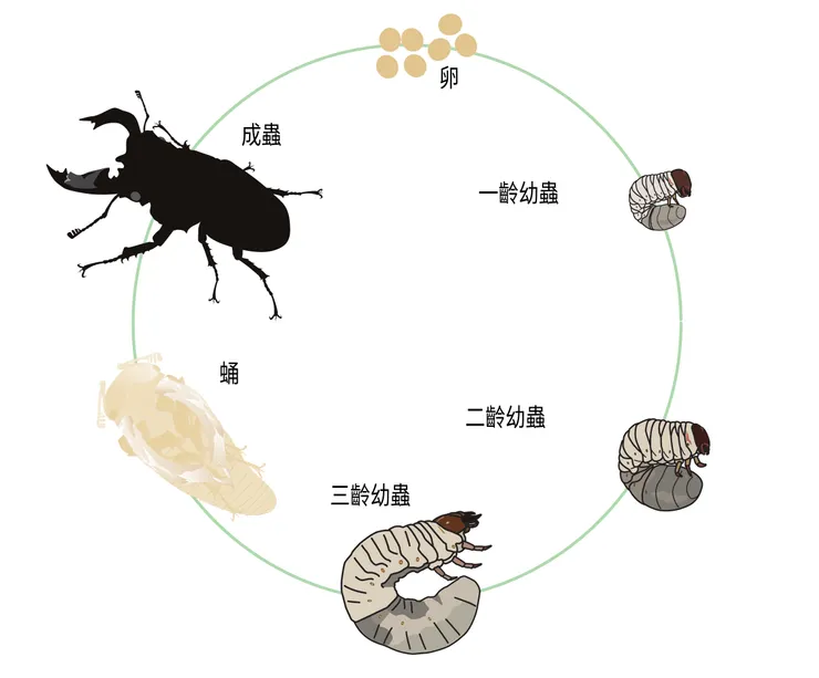 甲蟲的一生