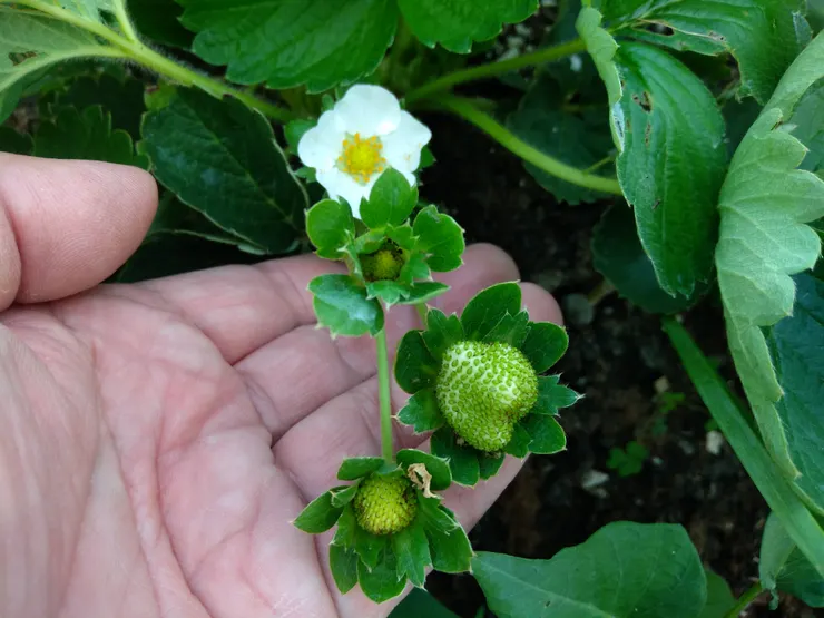 美姬草莓開花結果