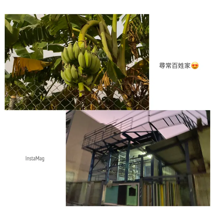 蕉想越團🤣🤣🤣鴿聚魅影😁😁😁