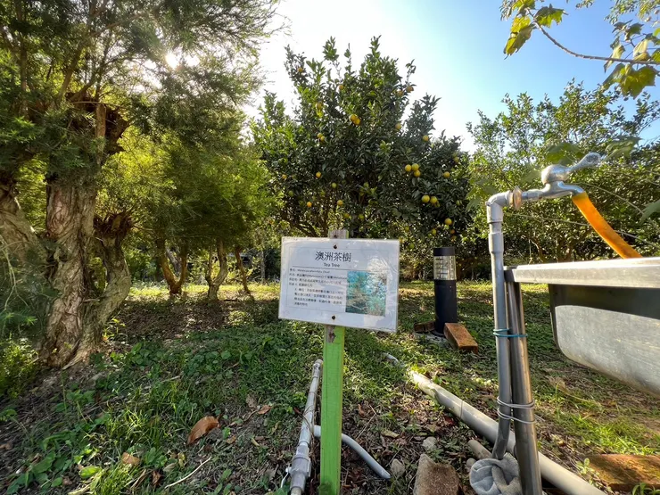 營區種植很多茶樹