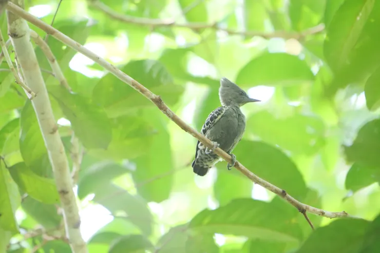 灰黄啄木鳥 Grey-and-Buff Woodpecker