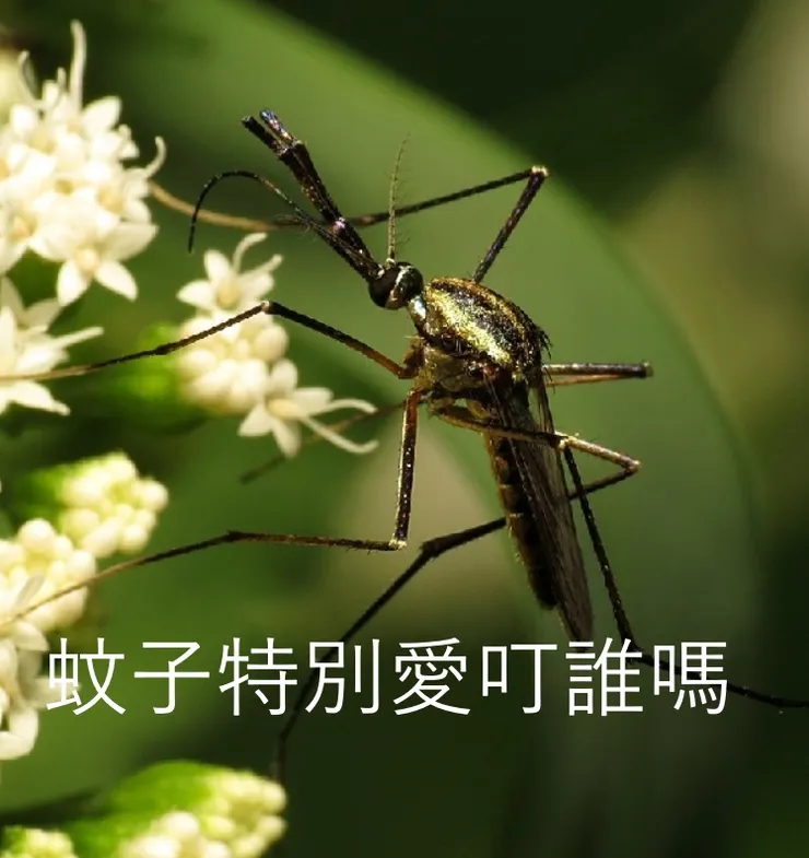 蚊子特別愛叮誰未解之謎