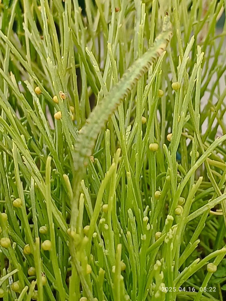 一葉草的頂部孢子漸成