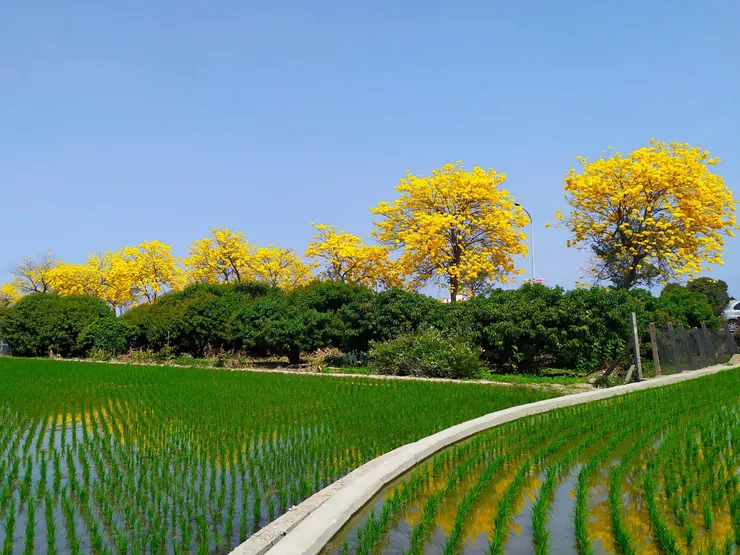 彰化芬園風鈴木，圖片出處：彰化旅遊資訊網