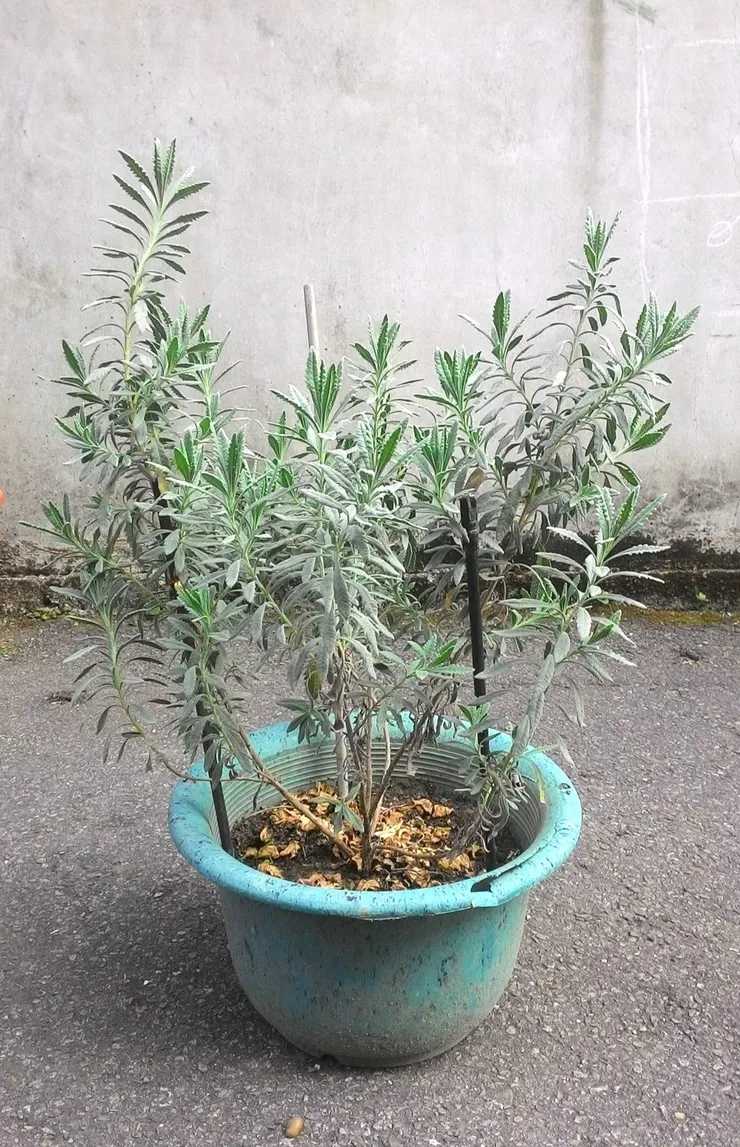 十年前種植的德瑞克薰衣草