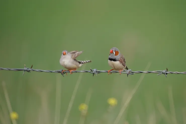 冬季常見文鳥 Zebra Finch