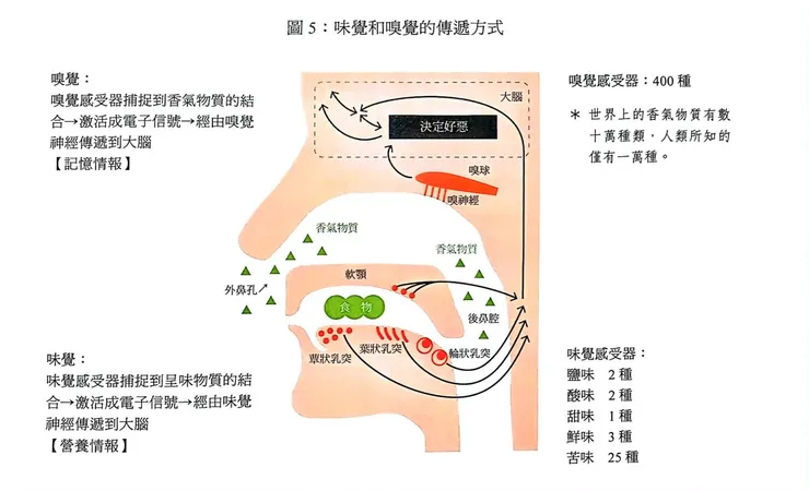 味覺和嗅覺的傳遞方式  (這張圖真是太棒了)  (小昕翻攝自書中第192頁)