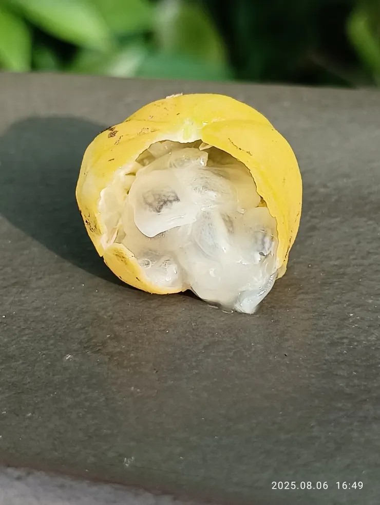 毛西番蓮（龍珠）的果實斷面，味道酸甜營養價高，自拍攝