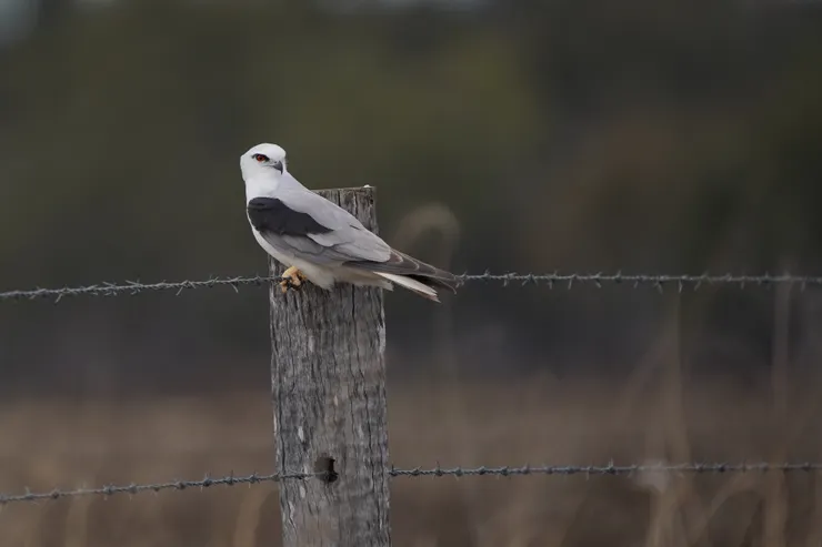 Black-shouldered Kite