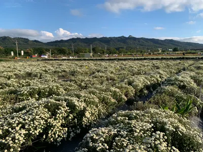 杭菊花滿開囉！