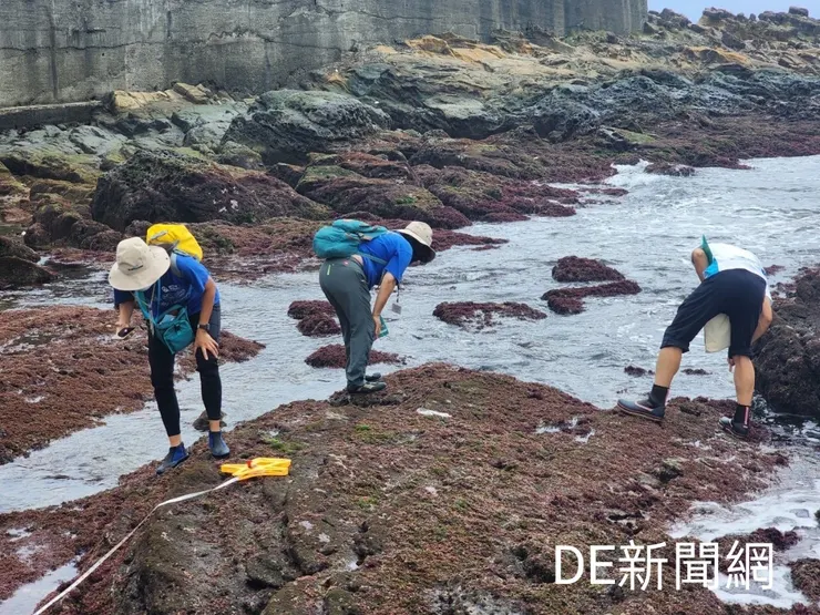 海科館研究人員最近在望海巷潮境公園海域發現大西洋海神海蛞蝓的蹤跡。(照片/海科館提供)