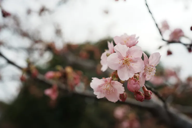 河津櫻相較於常見的吉野櫻顔色更為紅嫩