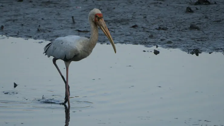白䴉鸛身體相對潔白