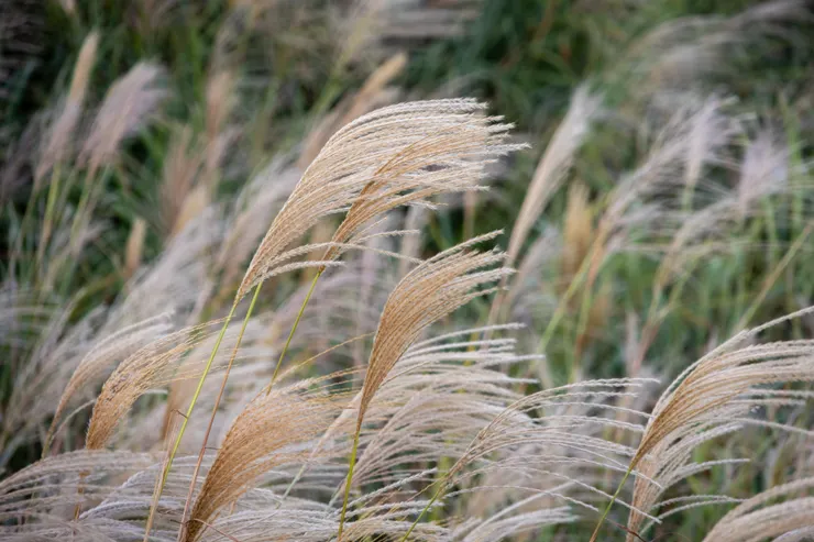 芒草細節(150mm f/6.3 1/320秒 ISO400