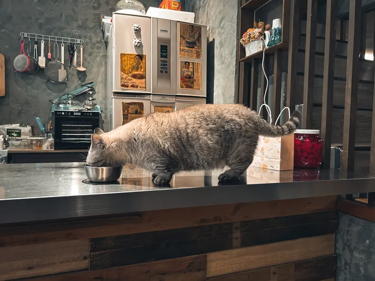 店裡的貓哈庫出來吃飯