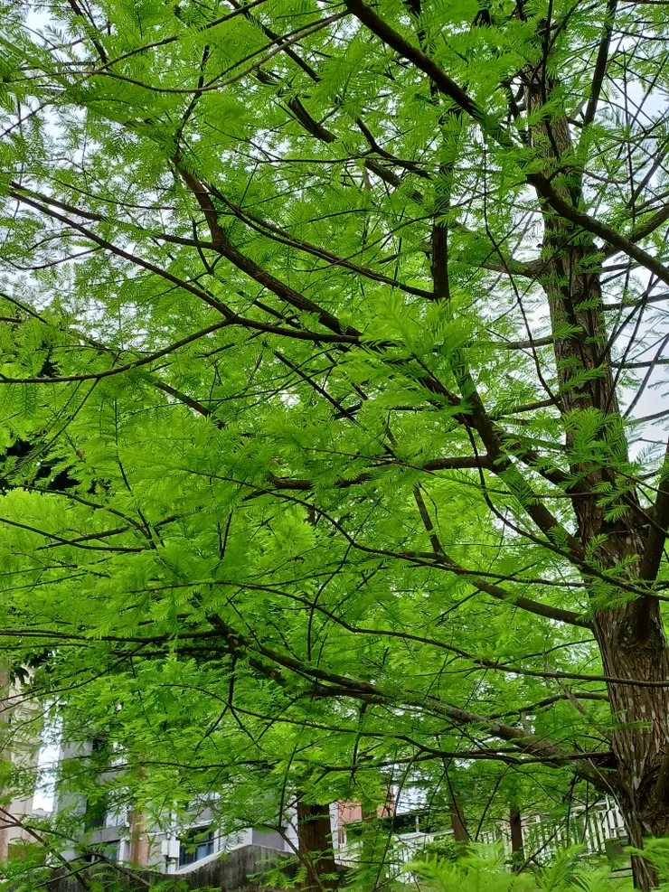 春綠的落羽松