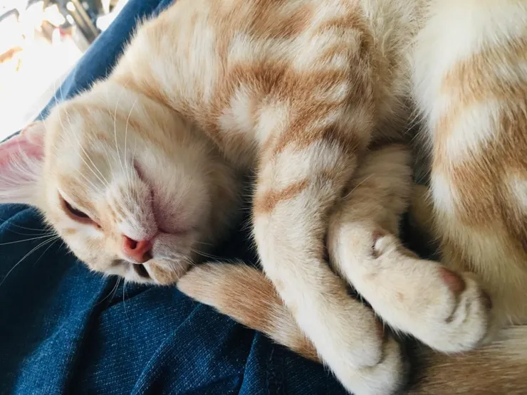 全身無力的Honey