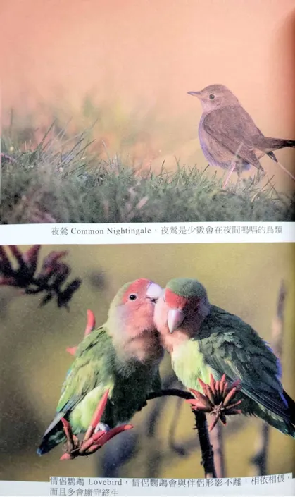 翻攝自本書第67頁