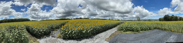 迷宮制高點拍攝的全景，要逃出迷宮真的要好好看一下地圖