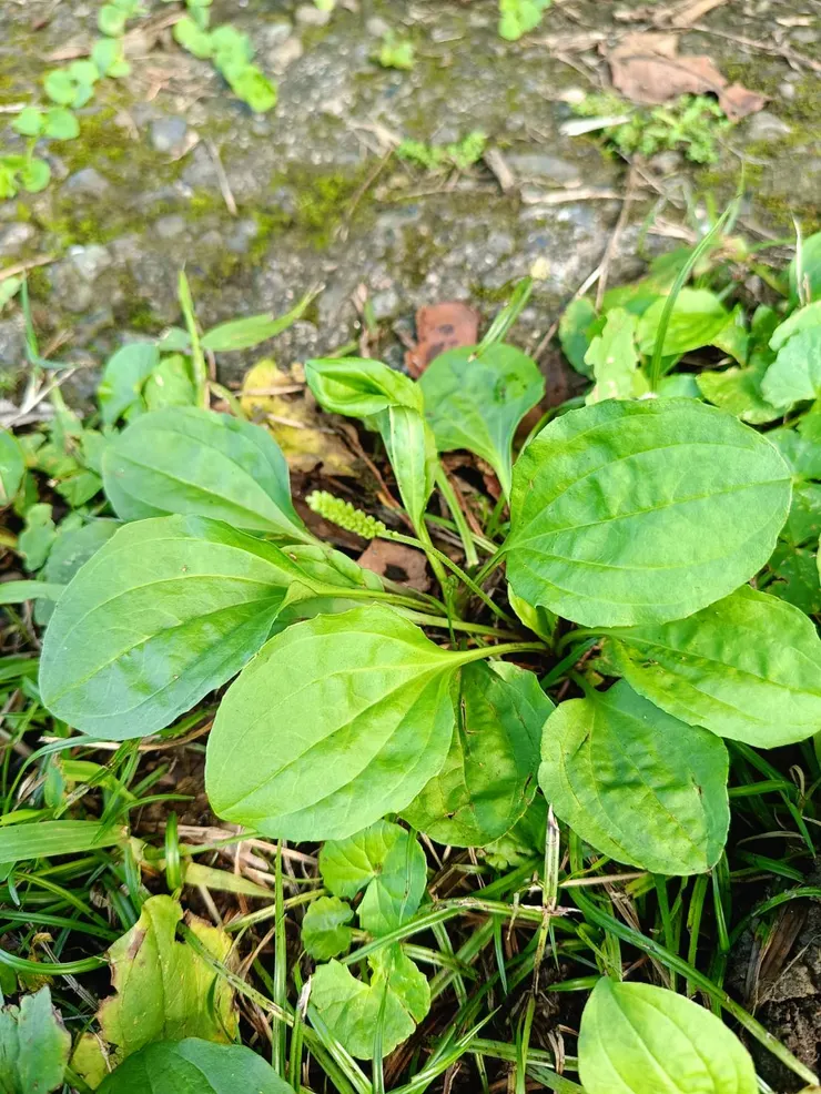 長在路邊，不起眼的車前草
