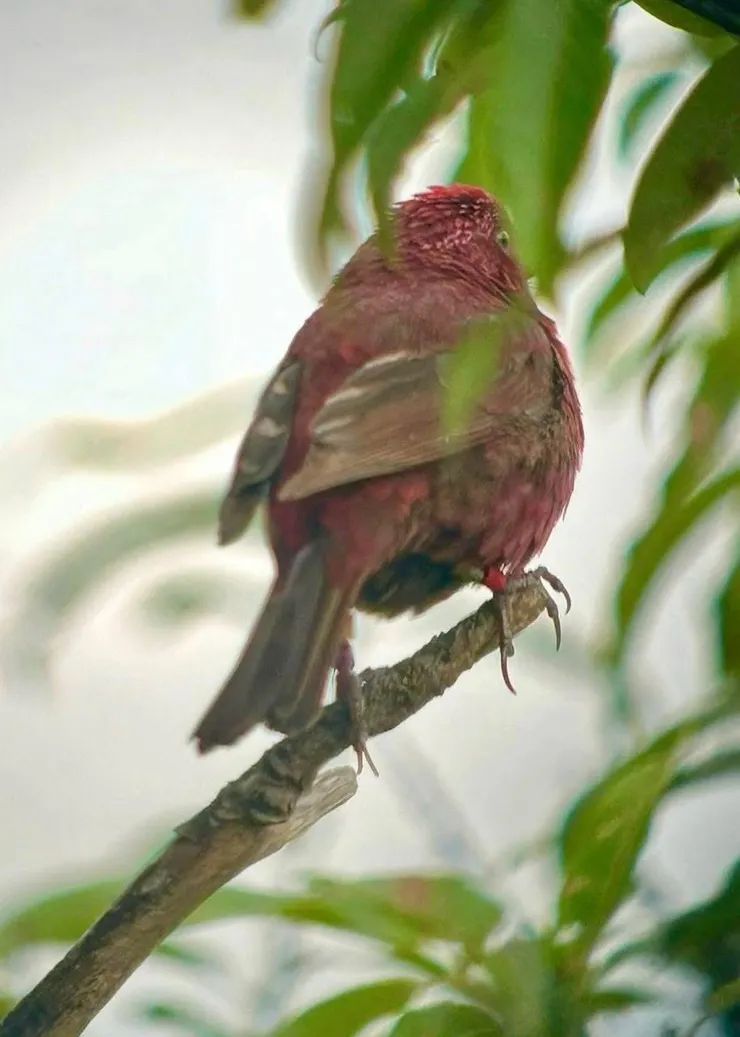 圖04 之前拍到的臺灣朱雀
