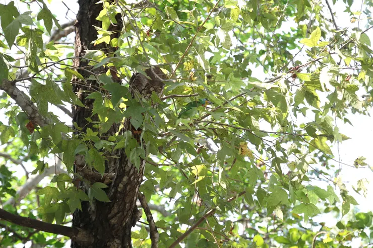 藏在樹葉之間的五色鳥。