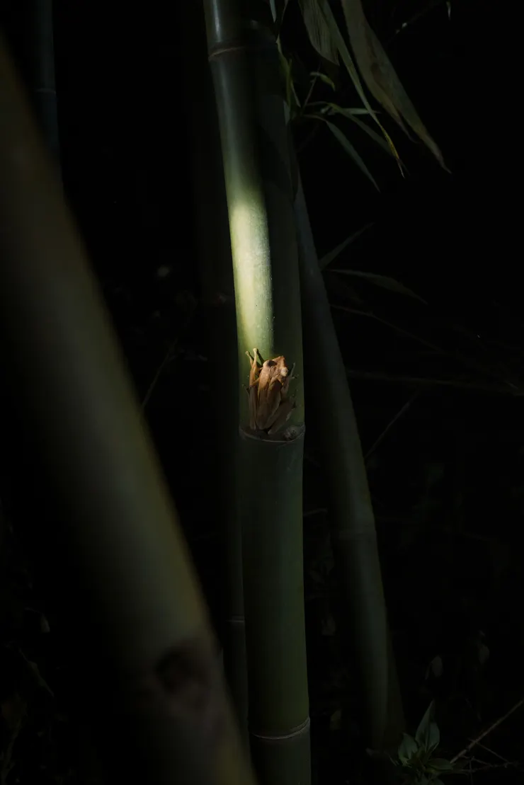 《除蛙記》劇照／新北市紀錄片獎