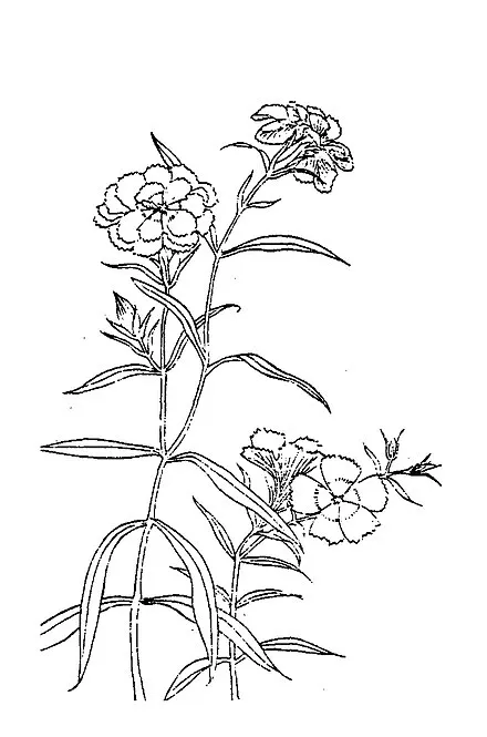 清《植物名實圖考.瞿麥》