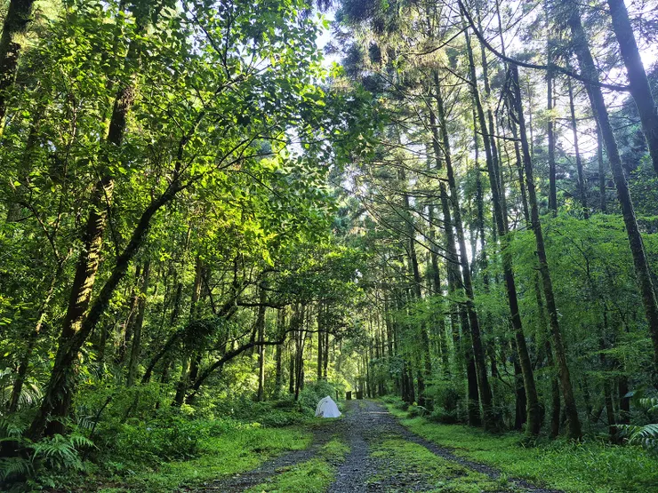 晨光灑在林間，靜謐的森林，時間在此刻彷彿靜止。