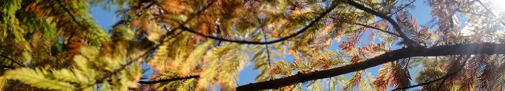 Hiking Mushroom的沙龍