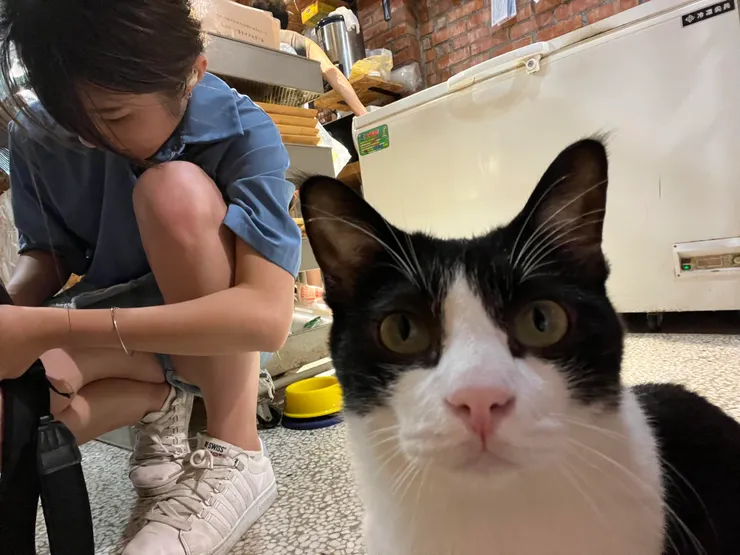 台南貓言貓語咖啡廳 (友人攝影)