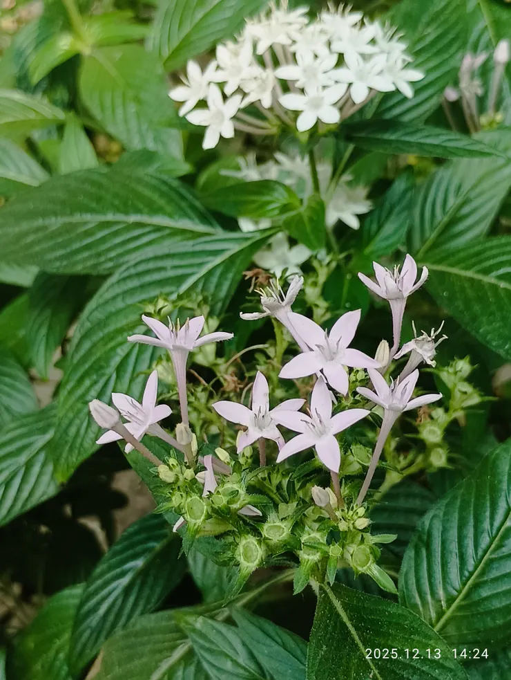 寒香深閉蝶無蹤