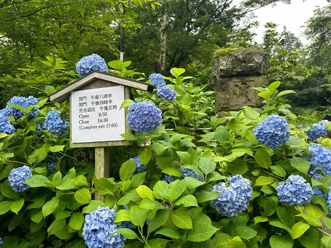 明月院6月最美繡球花,但人山人海