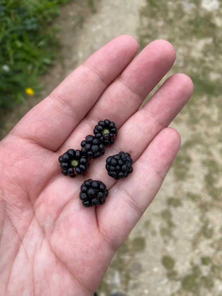 這種深色的很甜