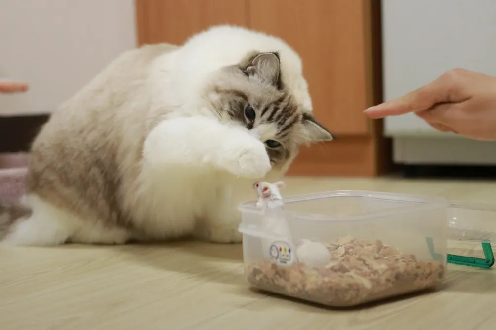 Mary的學習及心路歷程