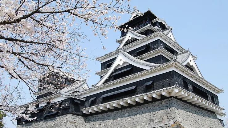 （春季被櫻花包裹的熊本城）