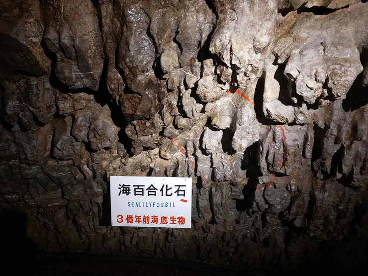 鐘乳石洞裡的古代海百合化石