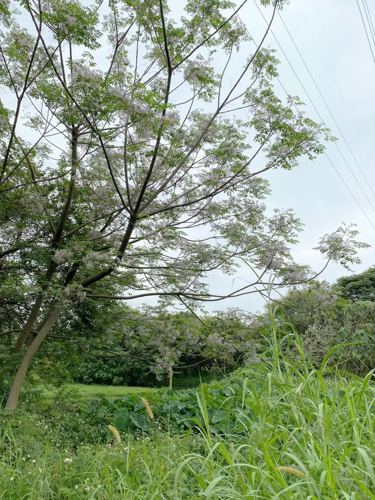 苦楝樹，到春天會開粉紫色的小碎花，從前農夫看到苦楝開花就知道春天來了，可以準備插秧，所以又名「插秧花」。